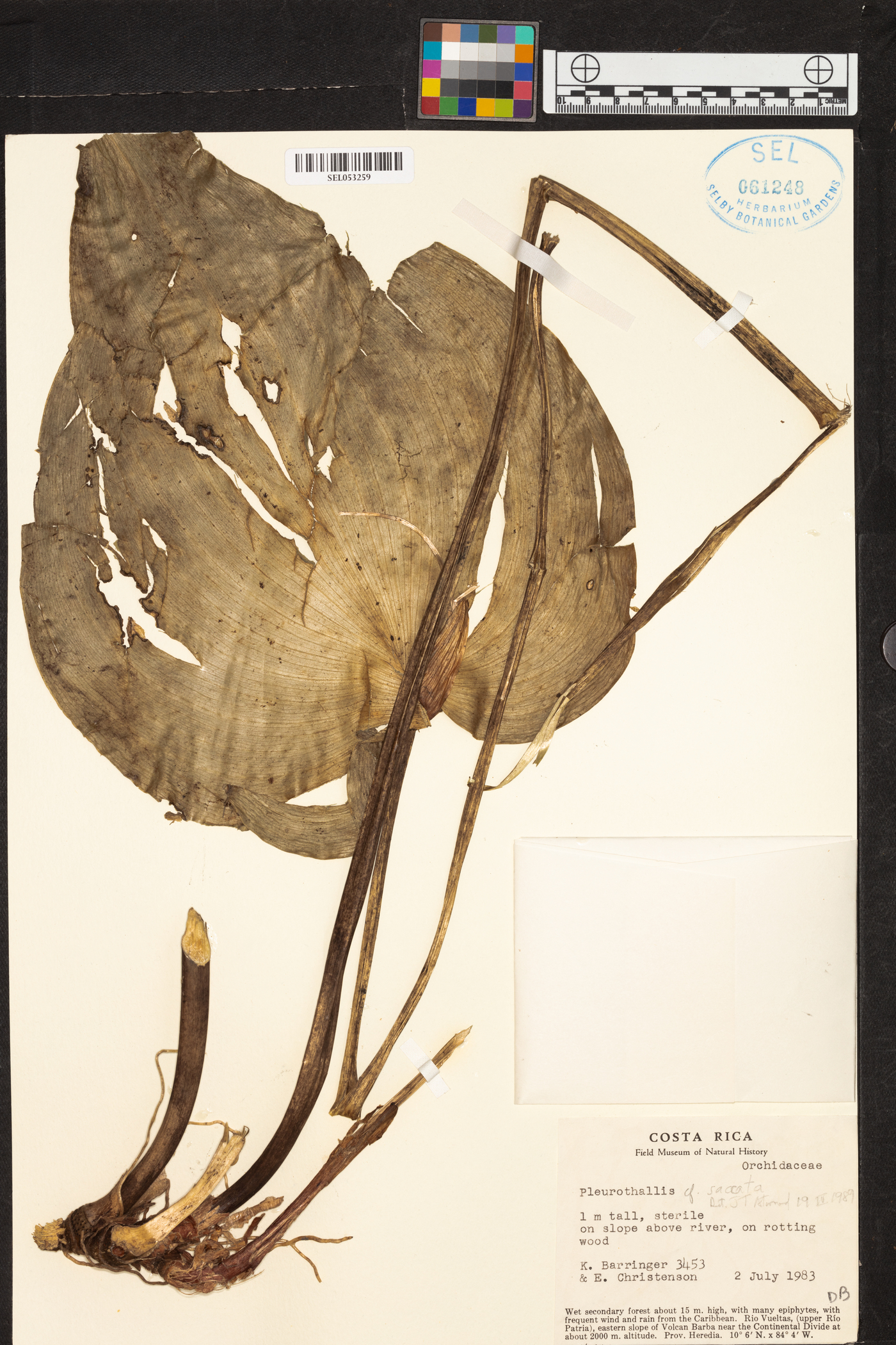 Pleurothallis colossus image