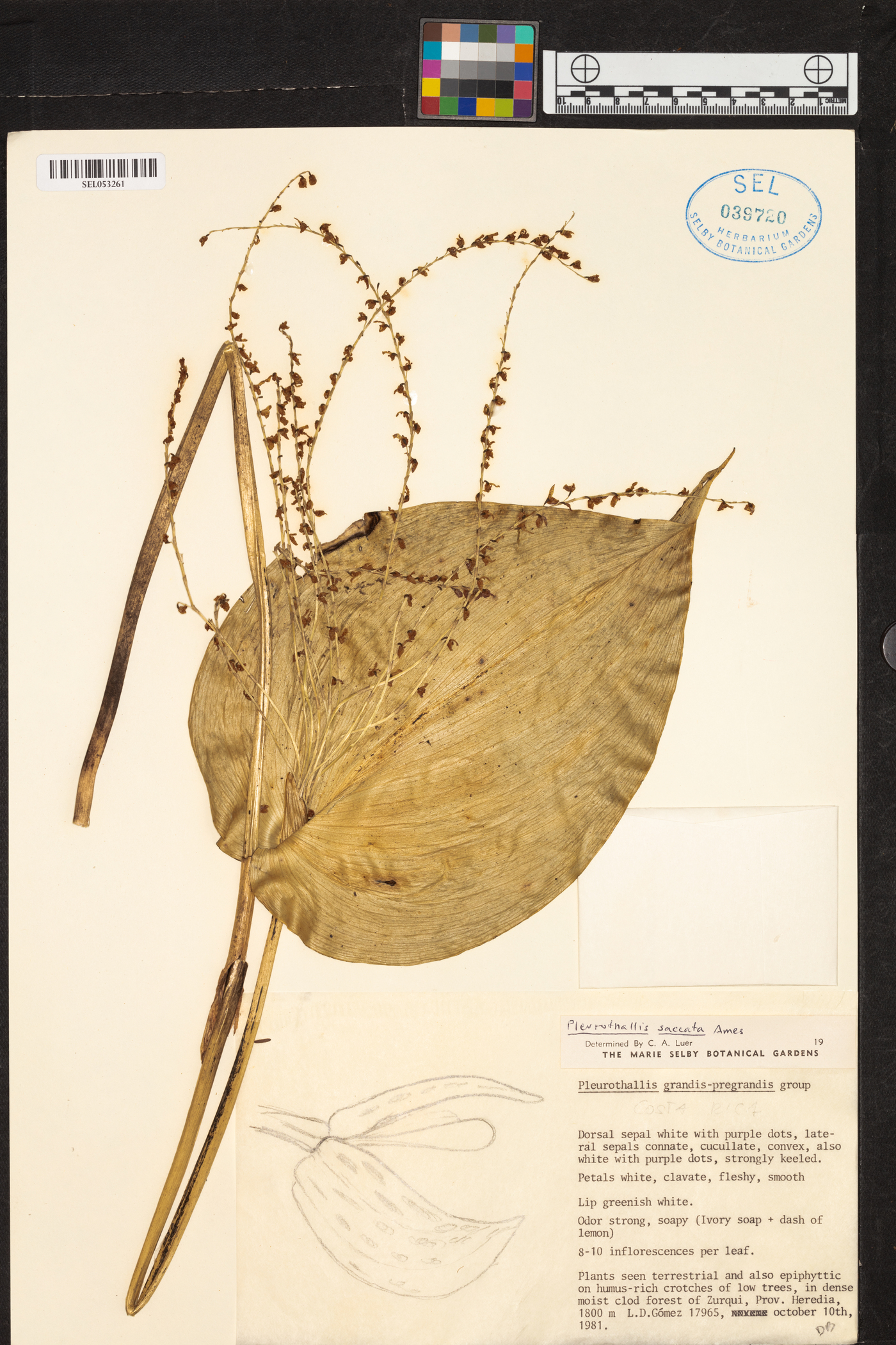 Pleurothallis colossus image