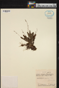 Pleurothallis segoviensis image