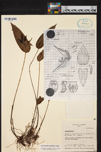 Pleurothallis grandiflora image