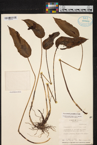 Pleurothallis grandiflora image