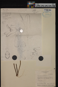 Stelis sagittata image