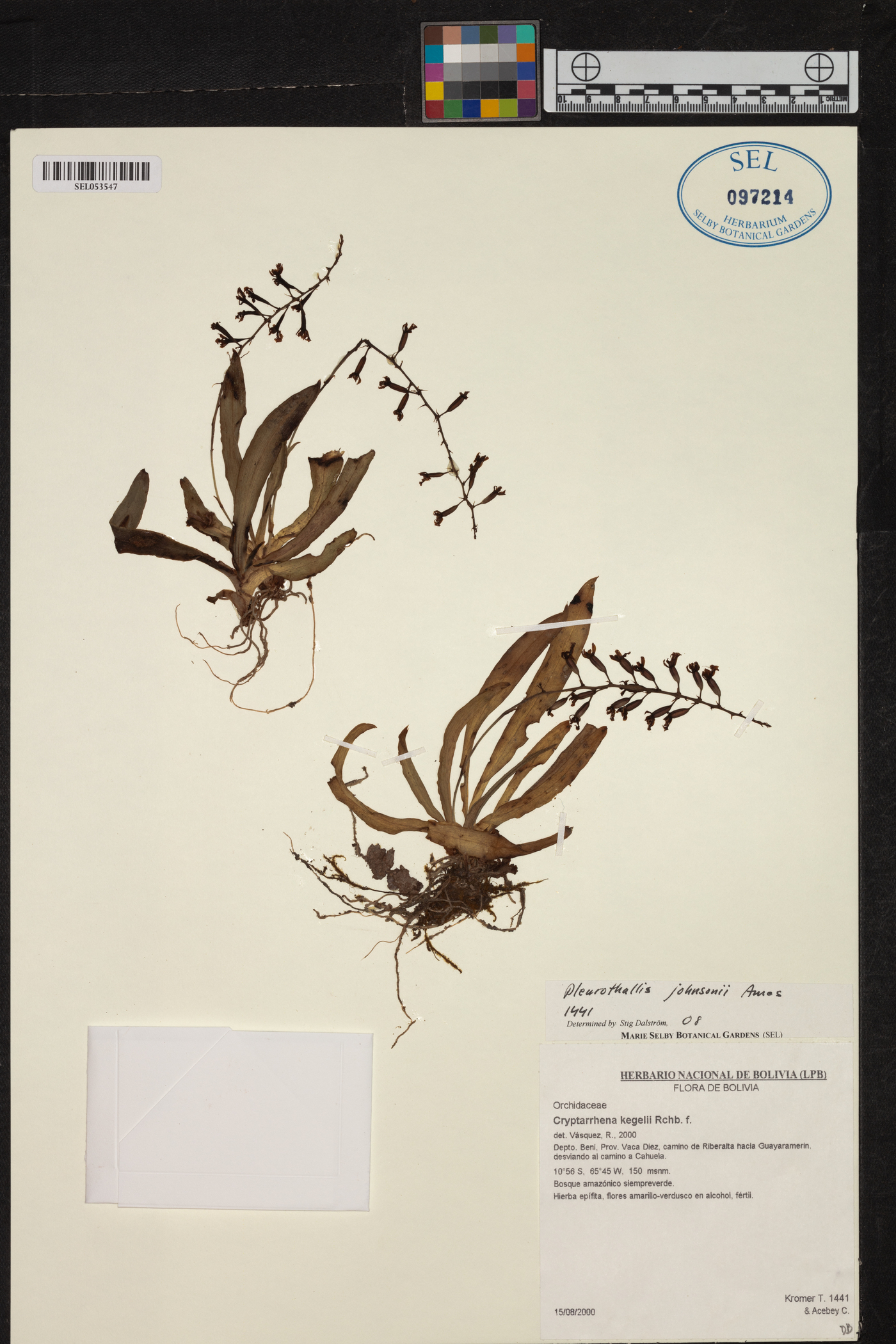 Acianthera johnsonii image