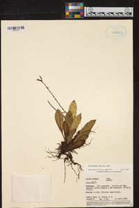 Acianthera ciliata image