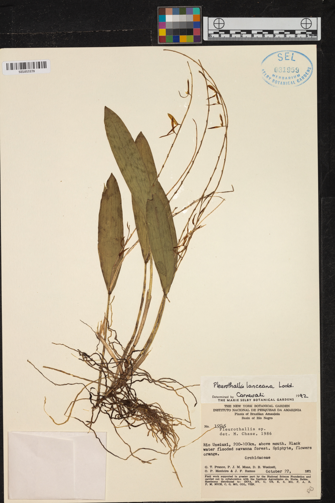 Acianthera ciliata image