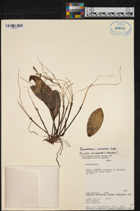 Acianthera ciliata image