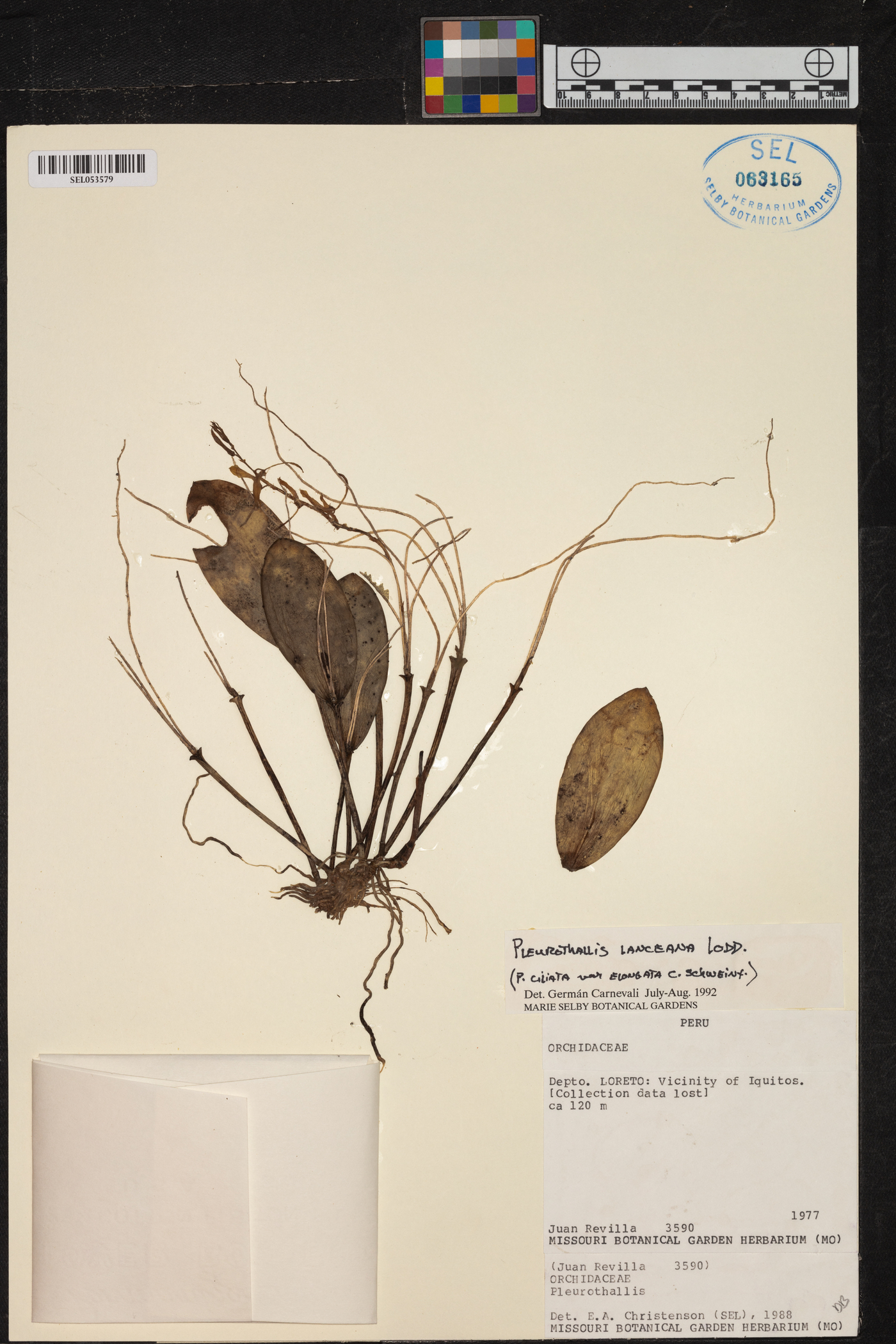 Acianthera ciliata image