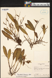 Acianthera ciliata image