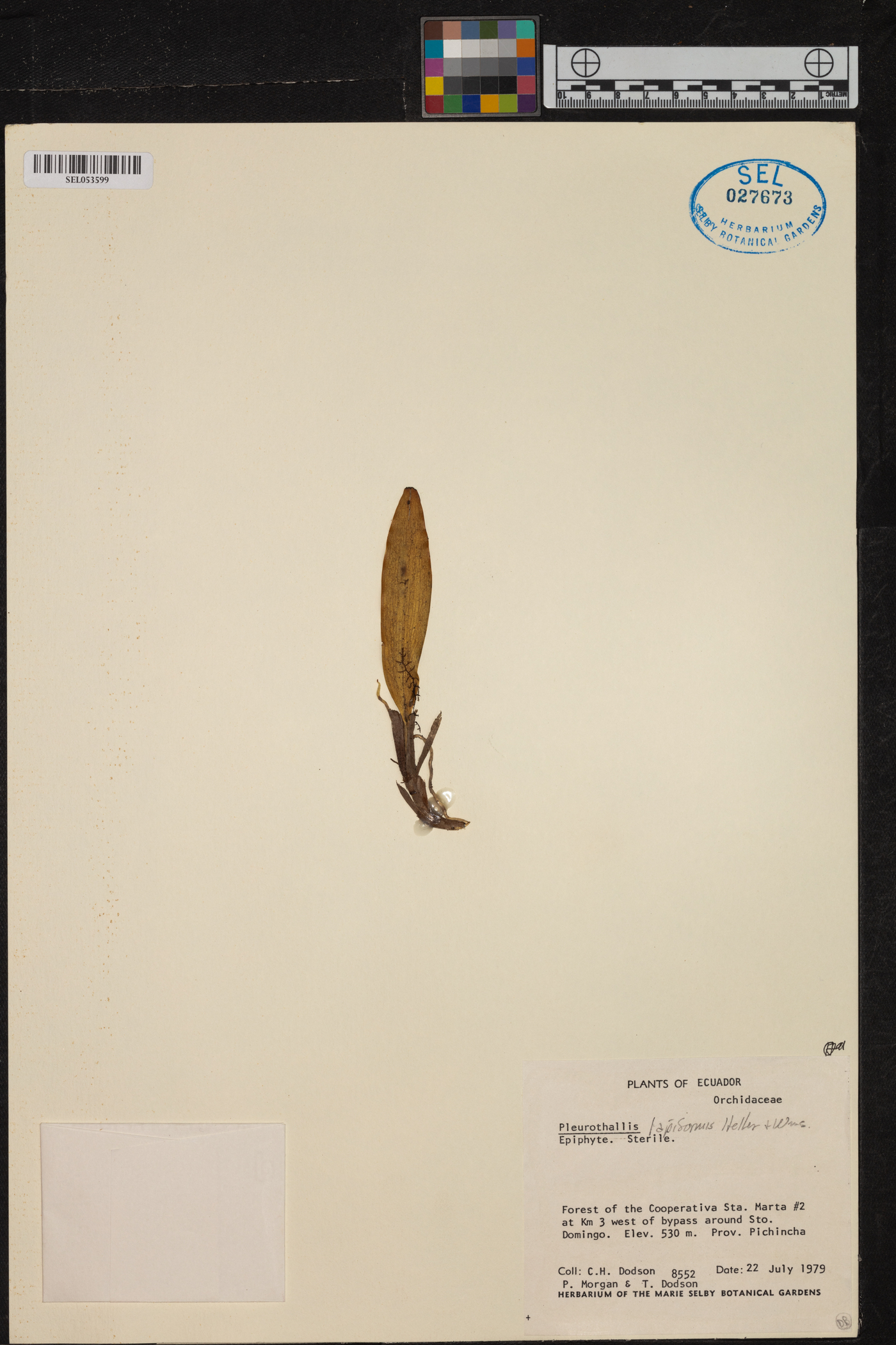 Echinosepala lappiformis image