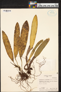 Echinosepala lappiformis image