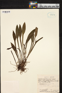 Acianthera sicaria image