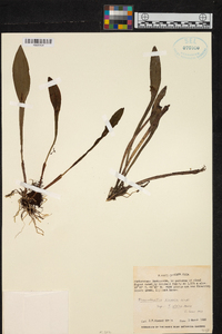 Acianthera sicaria image