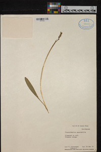 Specklinia spectabilis image