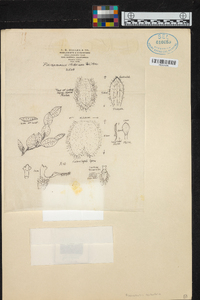 Acianthera testifolia image