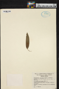 Acianthera tikalensis image
