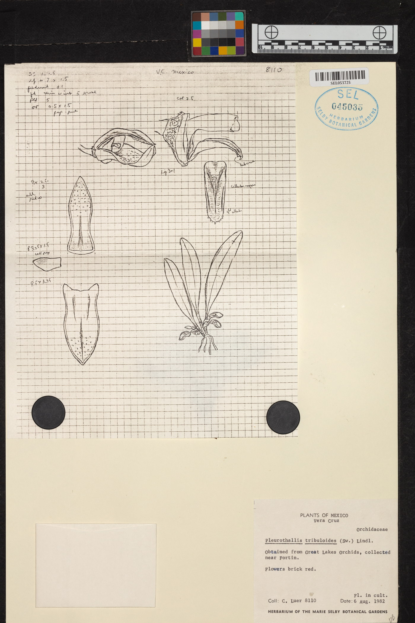 Specklinia tribuloides image