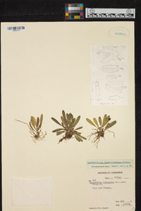 Specklinia tribuloides image