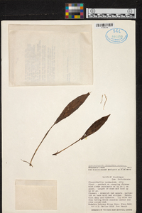 Acianthera verecunda image