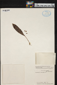 Acianthera verecunda image