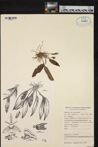 Acianthera violacea image