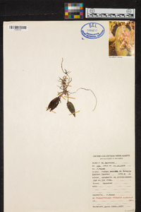 Acianthera violacea image