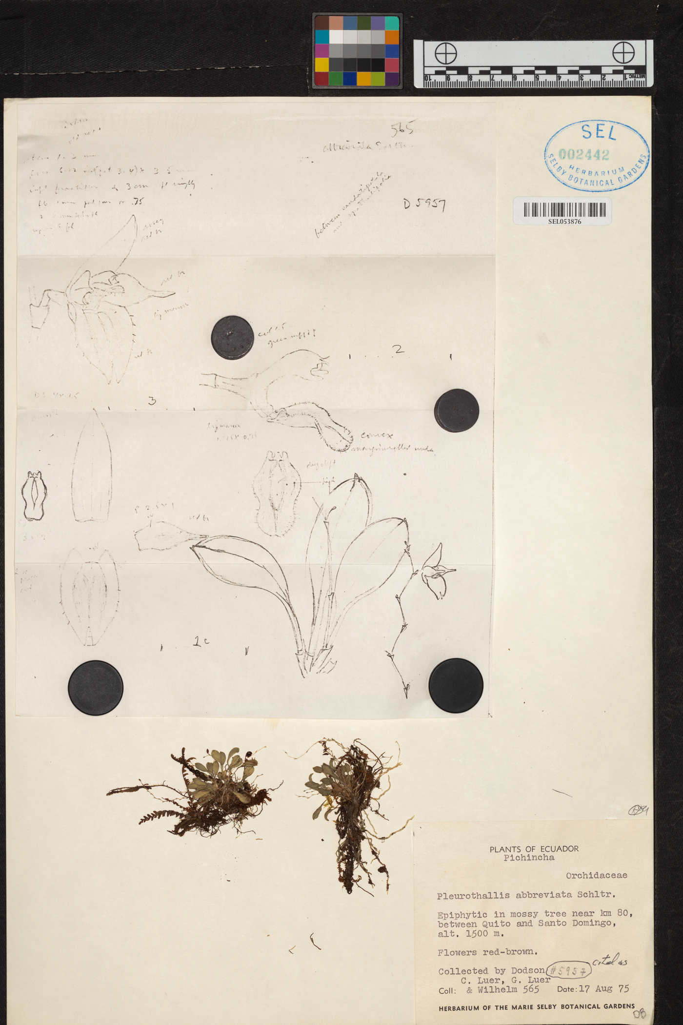 Pleurothallis abbreviata image