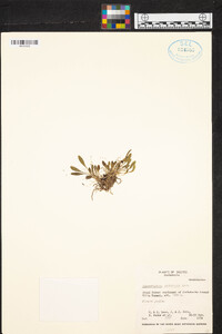 Pleurothallis abbreviata image