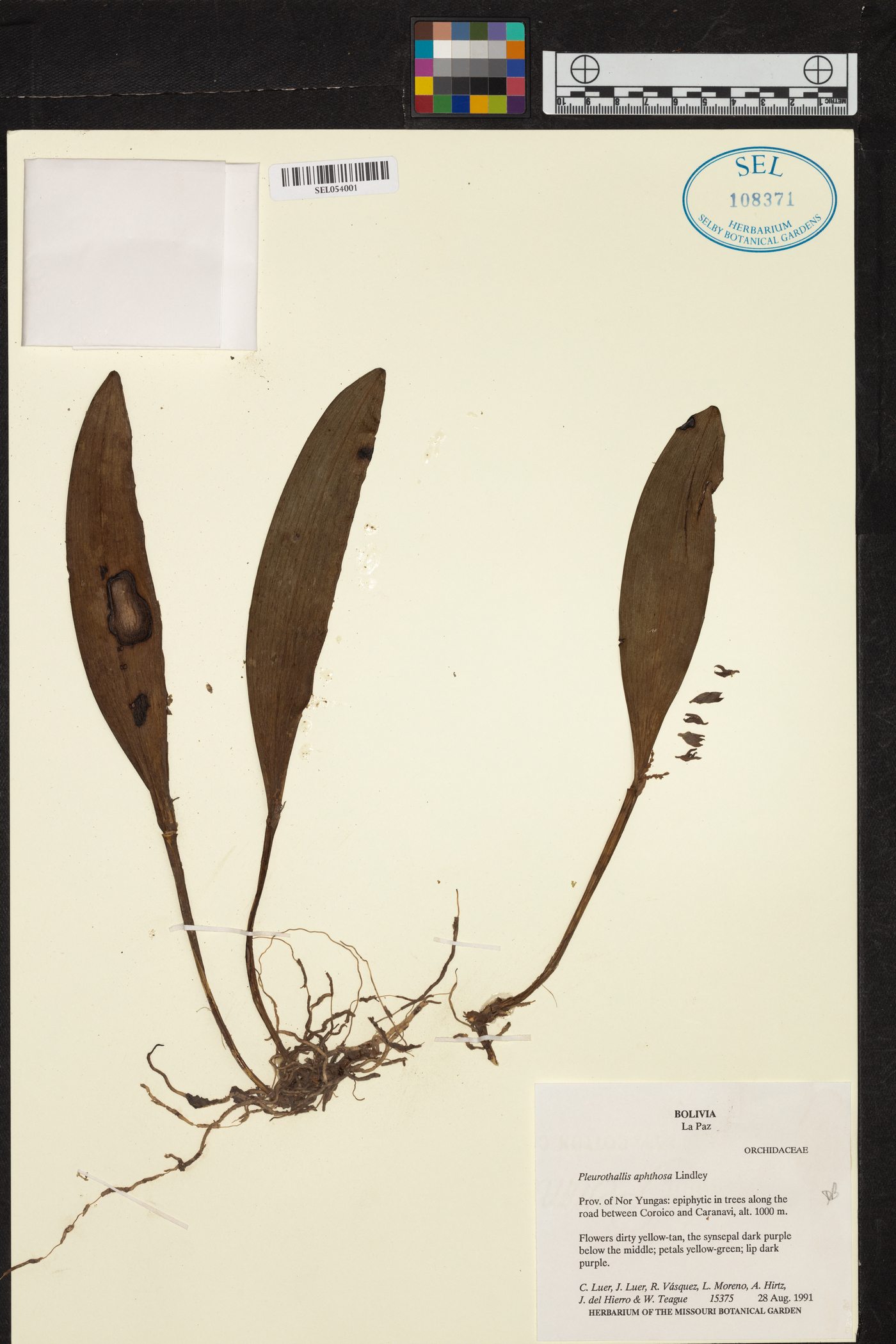 Acianthera aphthosa image