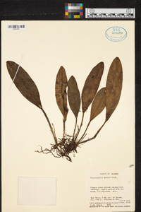 Acianthera aphthosa image