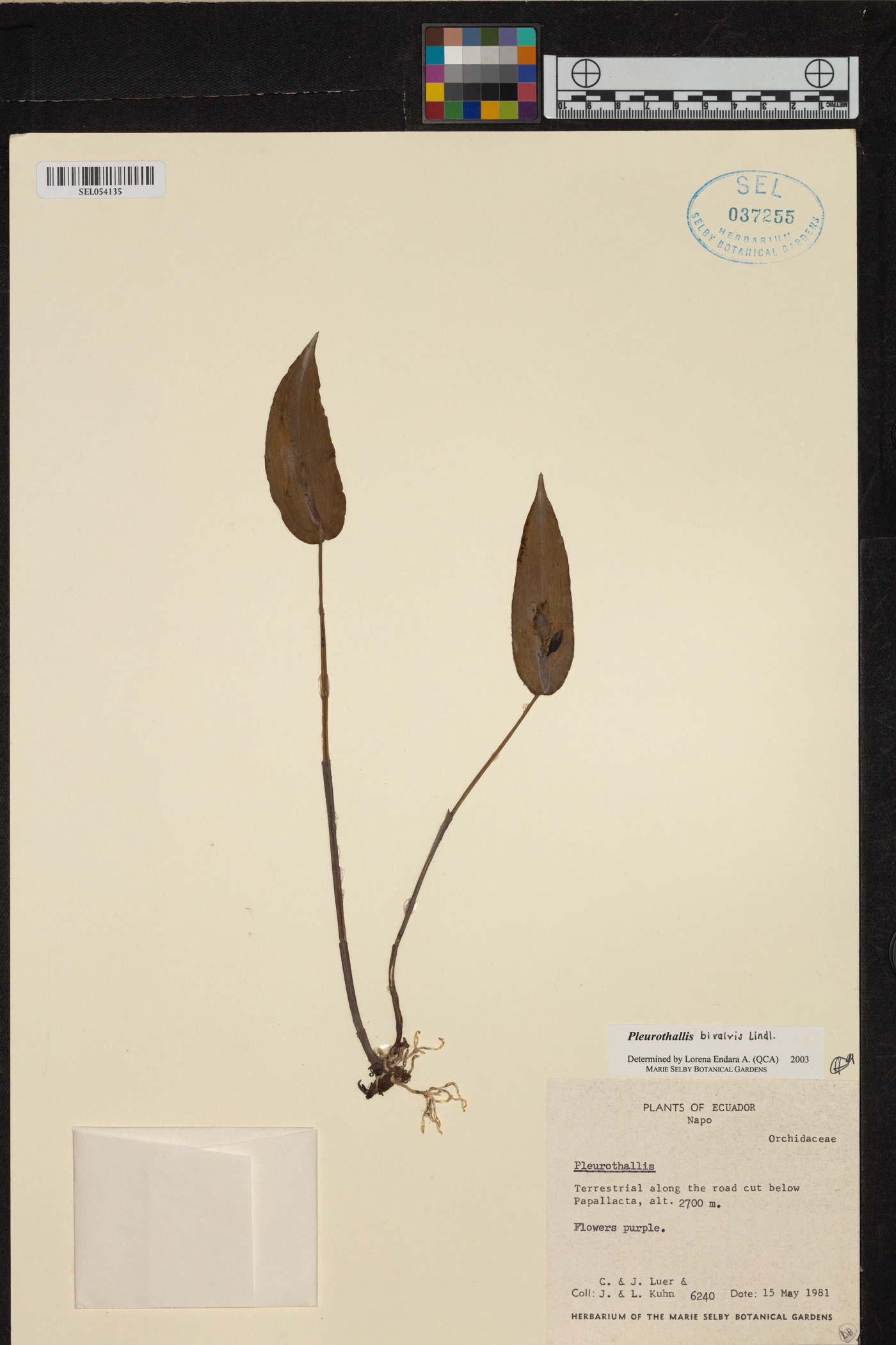 Pleurothallis bivalvis image