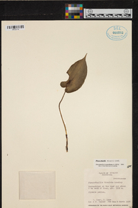 Pleurothallis bivalvis image