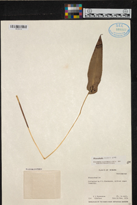 Pleurothallis bivalvis image