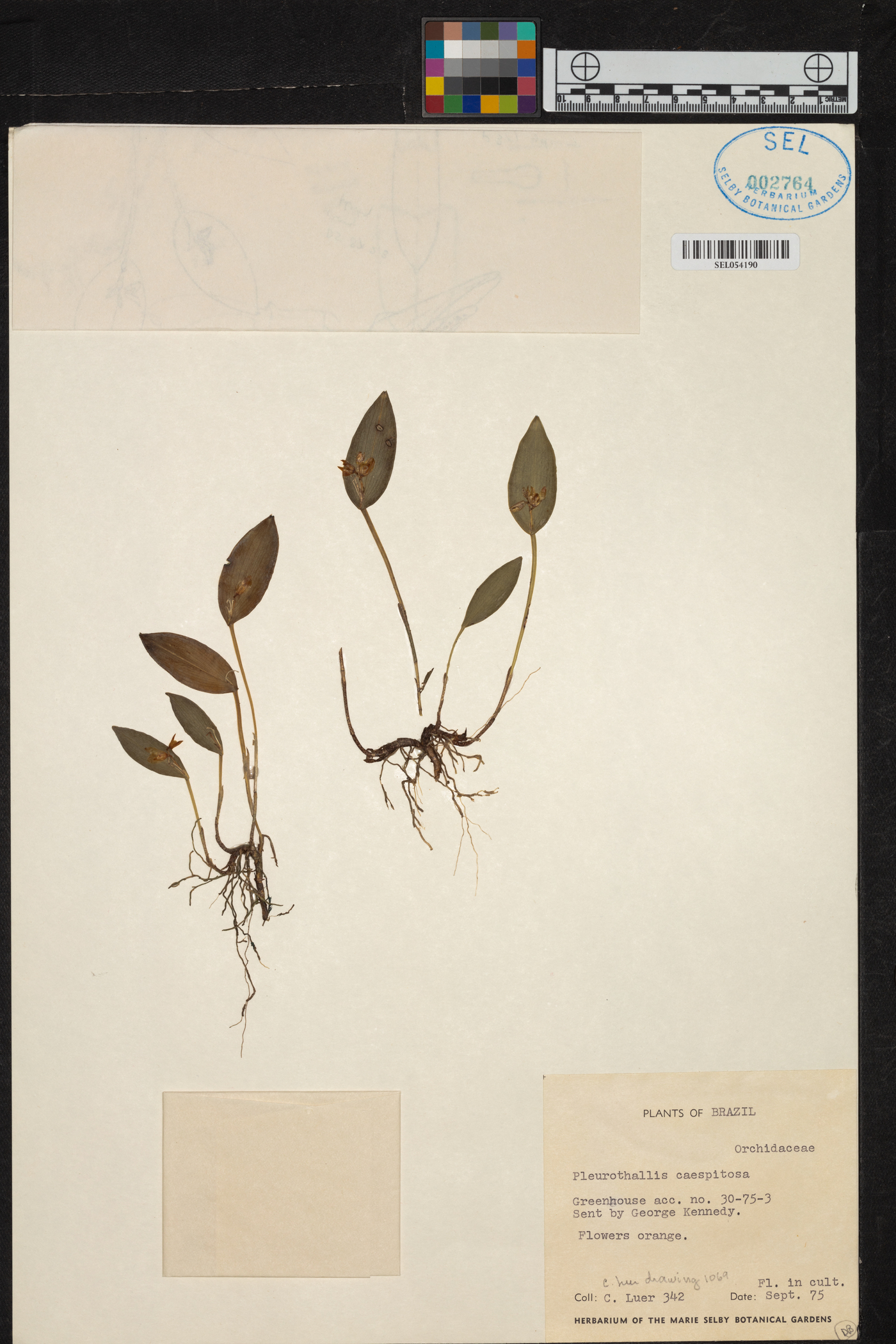 Acianthera luteola image