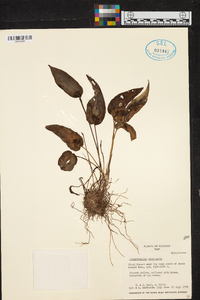 Pleurothallis canaligera image