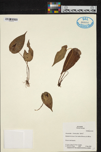 Pleurothallis cardiostola image