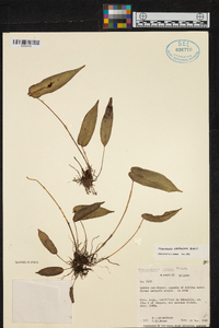 Pleurothallis cardiostola image