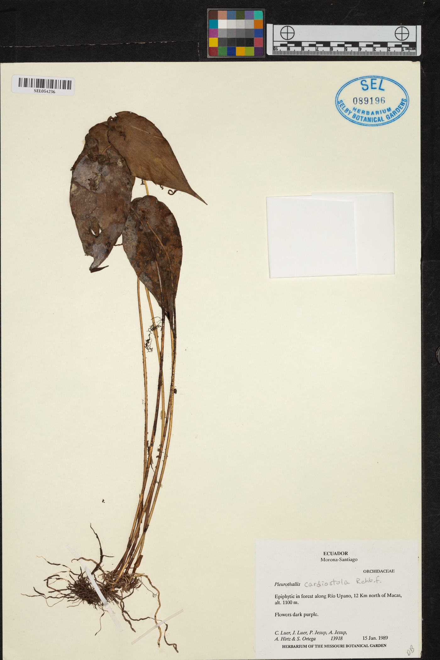 Pleurothallis cardiostola image