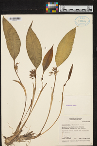 Pleurothallis chloroleuca image