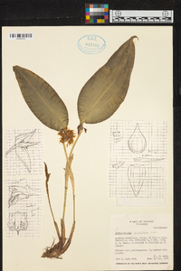 Pleurothallis chloroleuca image