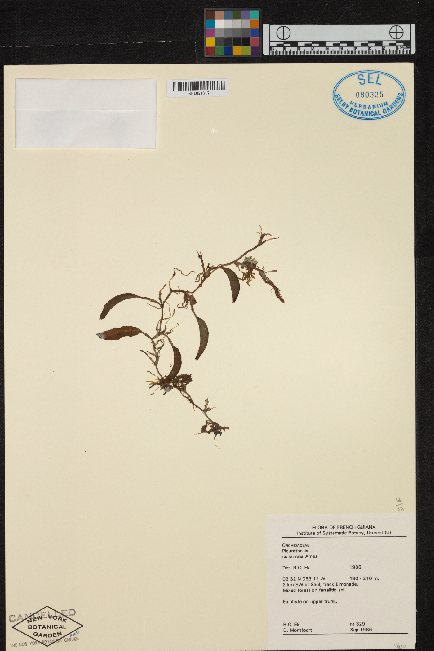 Acianthera yauaperyensis image
