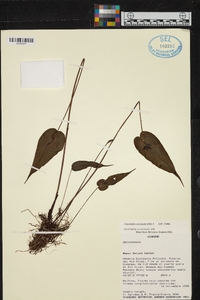 Pleurothallis coriacardia image