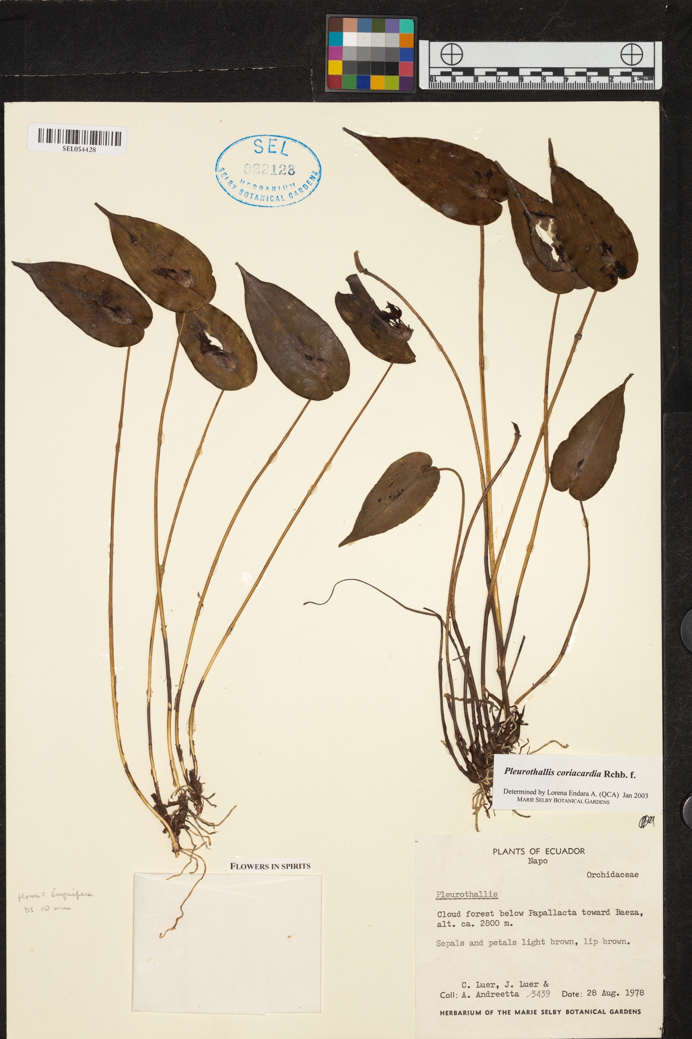 Pleurothallis coriacardia image