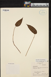 Pleurothallis coriacardia image