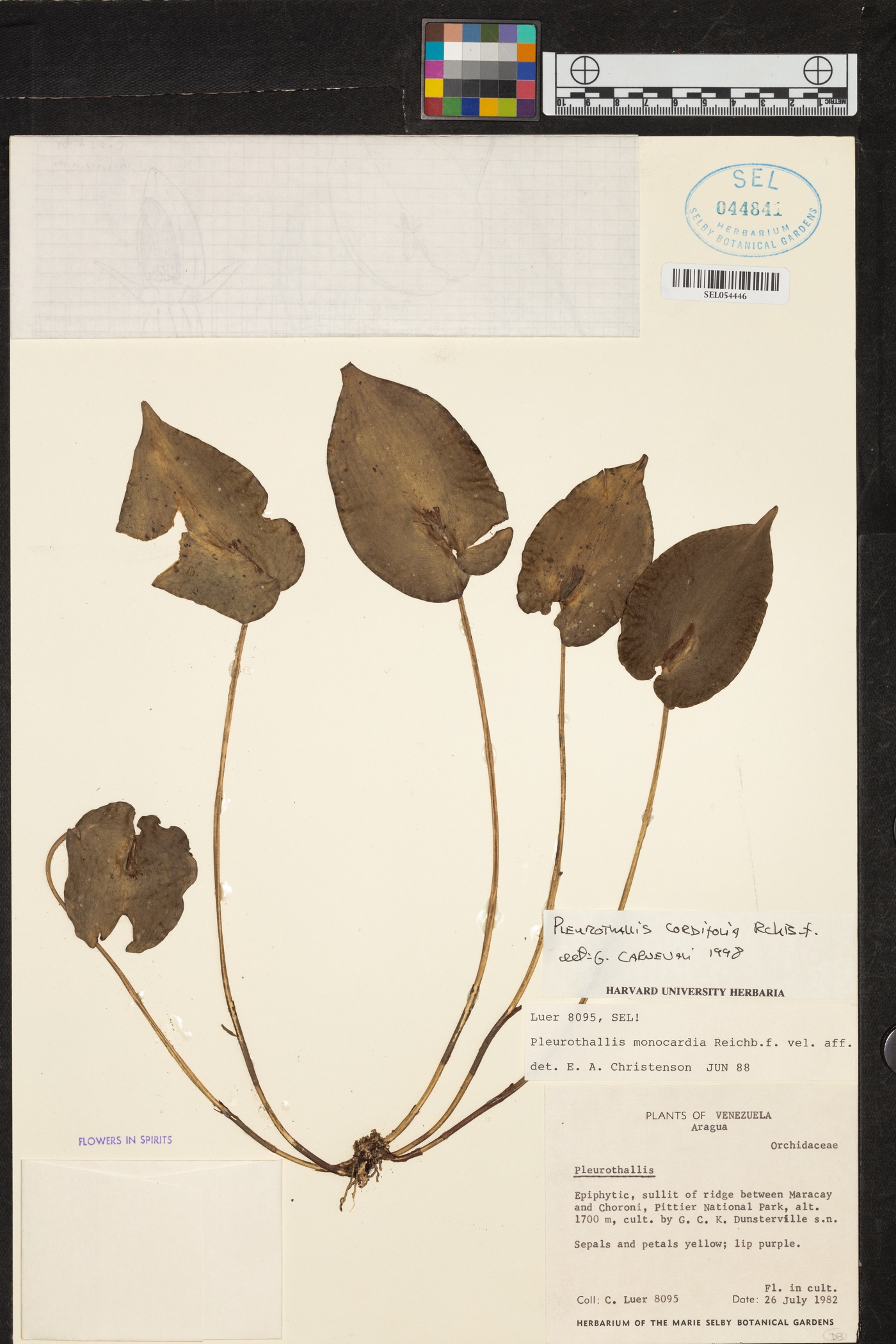 Pleurothallis cordifolia image