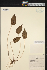 Pleurothallis coriacardia image