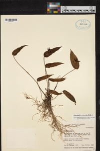 Pleurothallis coriacardia image