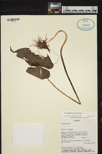 Pleurothallis coriacardia image