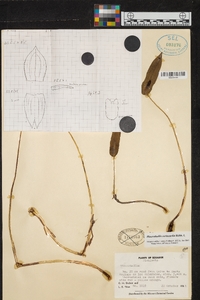 Pleurothallis coriacardia image