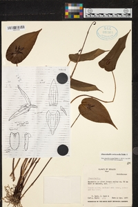 Pleurothallis coriacardia image