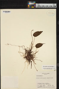 Pleurothallis coriacardia image